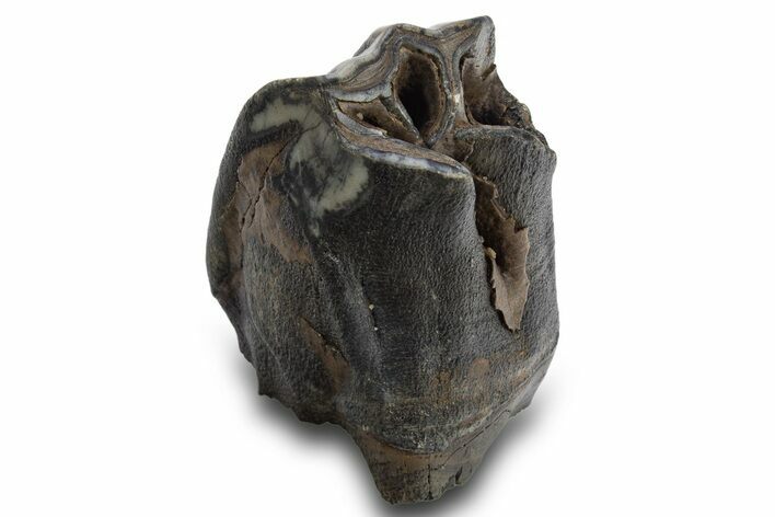 Fossil Woolly Rhino (Coelodonta) Tooth - Siberia #316651